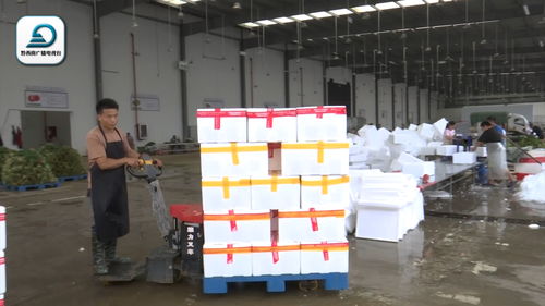 黔西南韭菜成粵港澳大灣區“菜籃子”搶手貨 分中心日收購25噸高效配送